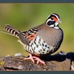 Discover the Best Ways to Care for Quails in the UK