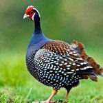 Discover the Joys of Raising Guinea Fowl in Your Yard: Tips for Success