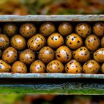 Discover the Shelf Life of Quail Eggs: How Long Can You Keep Them Fresh