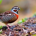 Discover the Secrets to Successfully Caring for Quail: A Guide on How to Keep Quail