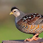 Discover the Secret to Successfully Raising Quails Outside: A Step-by-Step Guide