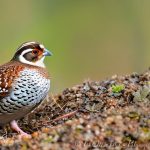 Discover the Benefits and Beauty of Keeping Bobwhite and Coturnix Quail as Pets