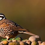 Discover the Benefits of Keeping Quails Indoors for Quail Enthusiasts
