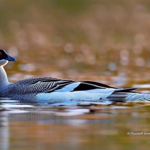 Discover the Wonders of Geese and their Conservation Efforts in Australia