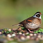 Discover the Delight of Keeping Quail in Your UK Garden