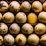 Discover the Shelf Life of Boiled Quail Eggs: How Long Do They Really Keep