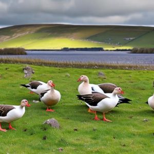 Discover the Joy of Raising Geese in Ireland: A Comprehensive Guide