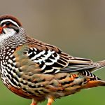 Discover the Ease of Keeping Quails: Are They as Low-Maintenance as They Seem