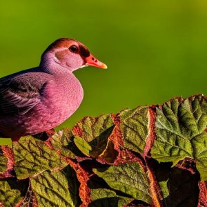 Discover the Surprising Way Grape Kool Aid can Deter Geese from Your Property