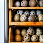 Discover the Best Way to Store Quail Eggs in the Fridge and Keep Them Fresh for Longer