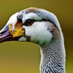 Discover the Friendliest Geese Breeds: A Guide to the Top 5 for Your Flock