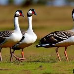 Discover the Fascinating World of Geese Breeds in Kenya