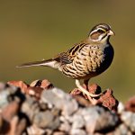 Discover the Laws on Keeping Quail in Las Vegas: Is it Legal