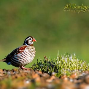 Discover the Joys of Keeping Quail: A Guide to Raising Your Own Flock