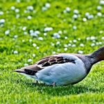 Discover the Best Solutions for Keeping Geese Off Your Lawn: What Will Work