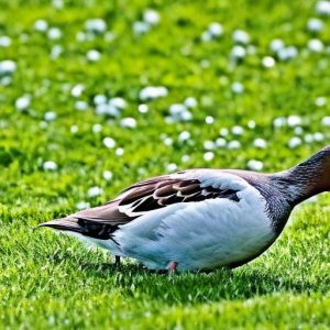 Discover the Best Solutions for Keeping Geese Off Your Lawn: What Will Work