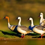 Discover the Secrets to Successfully Maintaining a Flock of Geese