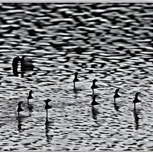 Discover the Effectiveness of Dog Silhouettes in Keeping Geese Away from Pools