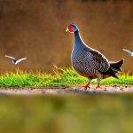 Discover the Freedom of Raising Guinea Fowl: Keeping Them Happy and Healthy in a Free Range Environment