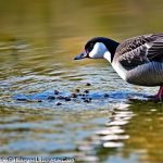 Effective Ways to Keep Canadian Geese Away from Your Property