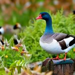 Effective Ways to Keep Geese Out of Your Garden: Tips and Strategies