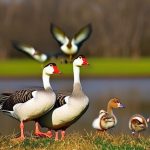 6 Effective Ways to Keep Geese Away: Tips for a Goose-Free Property