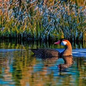 10 Effective Ways to Keep Geese Out of Your Pond: A Handy Guide