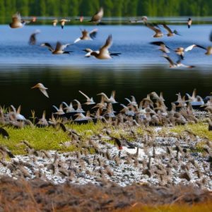 10 Effective Ways to Keep Geese Away from Your Lakefront