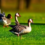 5 Effective Ways to Keep Geese Away from Your Pristine Lawn