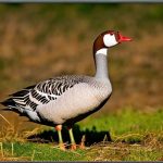 5 Effective Ways to Keep Geese Away from Your Property