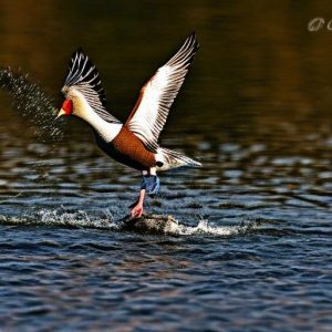 10 Effective Tips for Keeping Geese Away from Your Boat