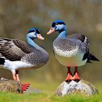 Effective Sounds for Repelling Geese: A Guide to Keeping Your Property Goose-Free