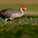 Effective Strategies for Keeping Geese Off Fields: A Comprehensive Guide