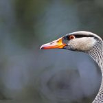 10 Effective Techniques to Keep Wild Geese Out of Your Yard: A Comprehensive Guide