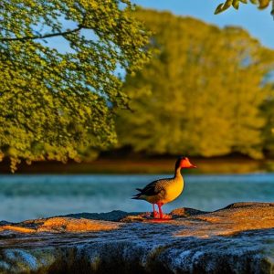 5 Effective Ways to Deter Geese and Protect Your Shoreline