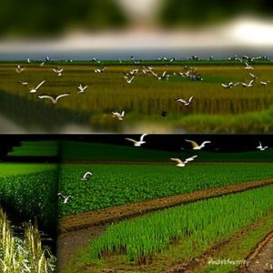 10 Effective Strategies to Protect Your Crops from Geese