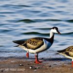 10 Effective Ways to Prevent Canadian Geese from Invading Your Beach