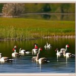 Effective Methods for Keeping Geese Away from Your Lake