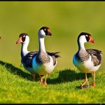 5 Effective Ways to Keep Geese off Your Beautiful Green Grass
