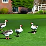 8 Effective Ways to Keep Geese Off Your Lawn: Protecting Your Property from Unwanted Guests