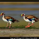 Egyptian Goose Breeding Season Revealed: Essential Information for Curious Minds