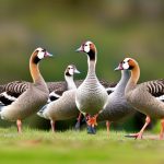 Everything You Need to Know About Geese Breeds in New Zealand