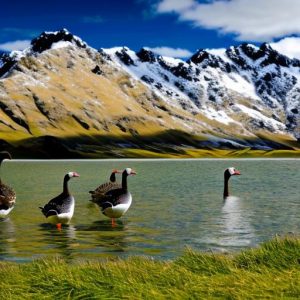 Experience the Breathtaking Beauty of Geese Breeding Season in New Zealand: Spectacular Sights and Sounds