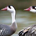 Expert Tips and Techniques for Unlocking the Secrets of Chinese Geese Breeding