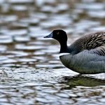 Exploring Canada Geese Nesting Habits: A Fascinating Study in the UK