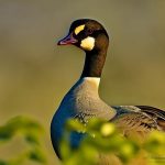 Exploring the Intriguing Breeding Season of Canada Geese in Illinois