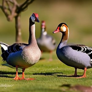 Exploring the Benefits of Keeping Geese with Ducks: A Guide to Successful Co-Habitation