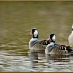 Exploring the Boundless Love: A Study on the Interbreeding of Geese