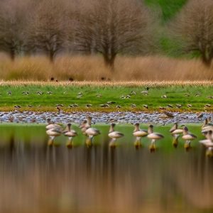 Exploring Coexisting Options: Keeping Buff Geese with Ducks