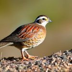 Exploring the Exciting World of Quail Keeping in San Diego